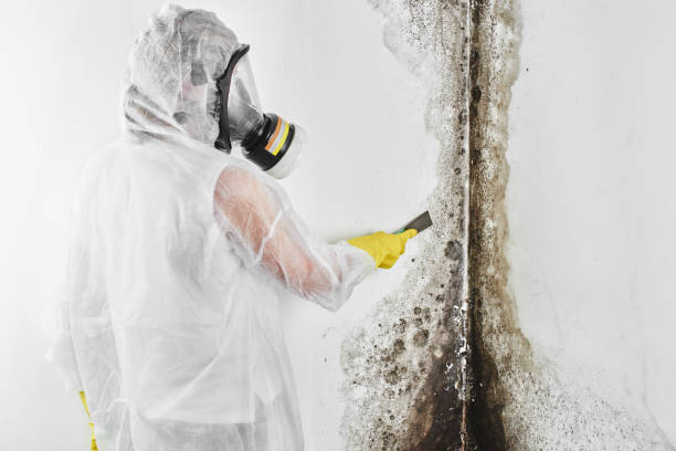 Best Residential Mold Removal  in Fox Crossing, WI