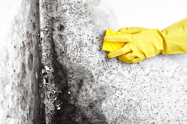 Best Fast Mold Removal  in Fox Crossing, WI
