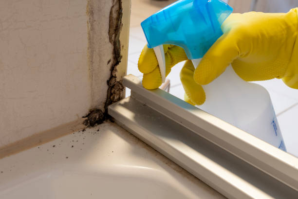 Best Attic Mold Removal  in Fox Crossing, WI