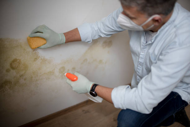 Best Mold Removal and Inspection  in Fox Crossing, WI