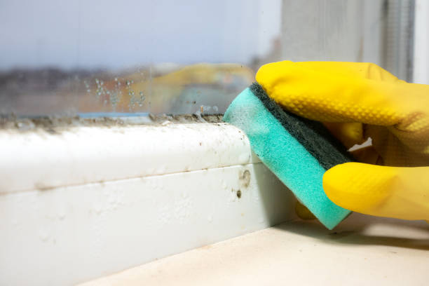 Best Mold Damage Repair  in Fox Crossing, WI