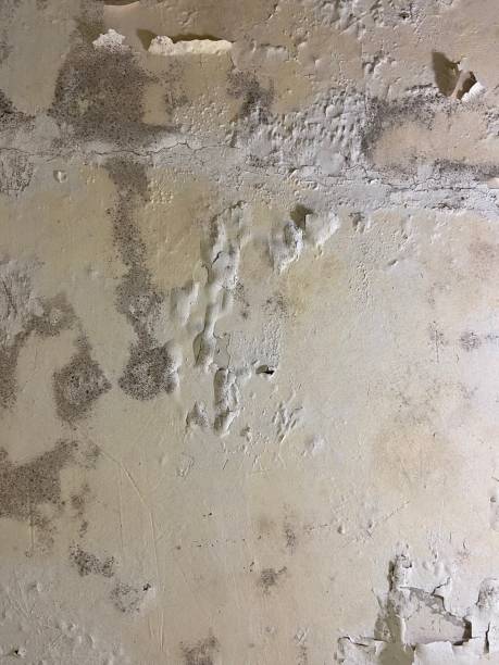 Best Residential Mold Removal  in Fox Crossing, WI