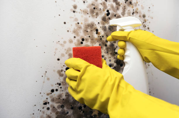 Best Local Mold Removal Service  in Fox Crossing, WI