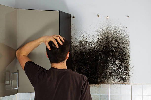 Best Mold Testing  in Fox Crossing, WI