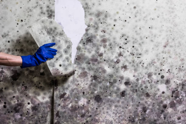 Best Mold Cleaning Services  in Fox Crossing, WI